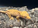 Correlophus ciliatus - Wimpergekko, Hagedis