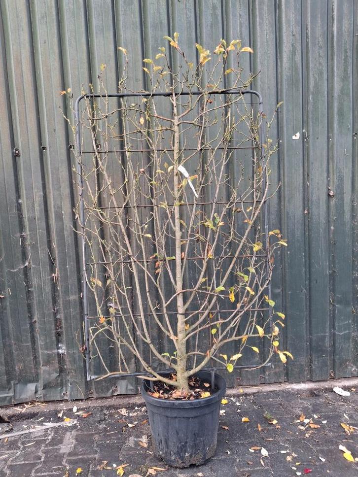 Leiboom - Ideaal voor privacy! Lei appelboom, kant en klaar, Tuin en Terras, Planten | Bomen, Leiboom, 100 tot 250 cm, Volle zon
