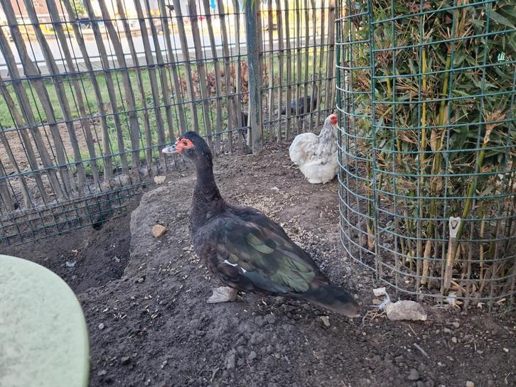 4 tamme muskuseenden, Dieren en Toebehoren, Pluimvee, Eend, Meerdere dieren