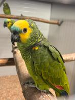 Blauwvoorhoofd amazone man, Dieren en Toebehoren, Vogels | Parkieten en Papegaaien, Mannelijk, Papegaai, Geringd