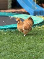 Zijdehoen Haan gratis, Dieren en Toebehoren, Mannelijk, Kip