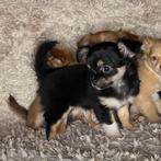 Chihuahua pup teefje (tri-color), Dieren en Toebehoren, Particulier, Teef, 8 tot 15 weken, Parvo