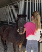 Lease pony gezocht. Regio Twente/ Achterhoek, Dieren en Toebehoren