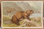 Gemeiner Biber (Castor fiber) / illustrator onbekend, Antiek en Kunst, Ophalen
