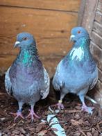 Dit weekend 2 koppels cauchois voor €50, Dieren en Toebehoren, Vogels | Duiven, Meerdere dieren, Overige soorten