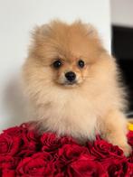 Pomeranian mini boo teefje pomeriaan bear pup FCI klein boo, Dieren en Toebehoren, Nederland, Rabiës (hondsdolheid), 8 tot 15 weken