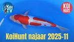 Japanse koi koihunt Otsuka koi farm, Dieren en Toebehoren, Vissen | Vijvervissen, Karper of Koi