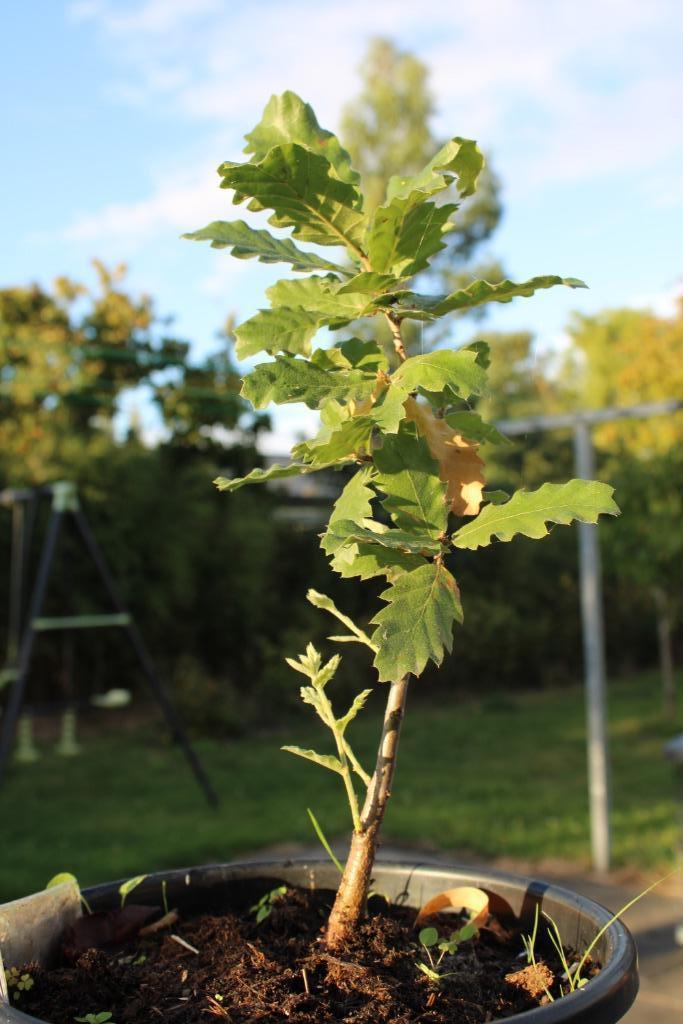 Planten en bomen te koop!, Tuin en Terras, Planten | Bomen, Overige soorten, Minder dan 100 cm, Volle zon, Zomer, In pot, Ophalen of Verzenden