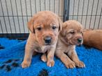 Redfox Labrador nestje huiselijke kring 2 teefjes beschikbaa, Dieren en Toebehoren, Honden | Retrievers, Spaniëls en Waterhonden