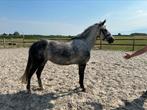 Te koop: Prachtige schimmel pony, Dieren en Toebehoren, Pony's, C pony (1.27m tot 1.37m), 7 tot 10 jaar, Recreatiepony, Merrie