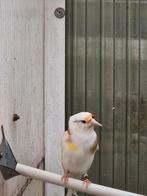 Bont, Mannelijk, Wildzangvogel