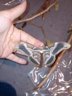 Samia ricini eitjes, Dieren en Toebehoren, December, Meerdere dieren