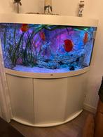 Juwel trigon 350 hoek aquarium, Dieren en Toebehoren, Vissen | Aquaria en Toebehoren, Ophalen of Verzenden, Zo goed als nieuw