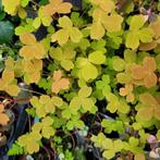 Oxalis velvet sunset Orange, Ophalen of Verzenden, Zomer, Overige soorten, Volle zon