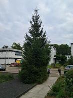 Gratis dennenboom, Tuin en Terras, Bloeit niet, Overige soorten, 400 cm of meer, Ophalen