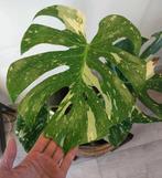 Monstera Thai constellation plant, Ophalen