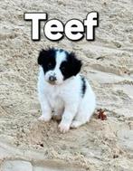 border collie pup, Parvo, 8 tot 15 weken, Meerdere, Meerdere dieren