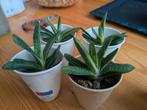 Gasteria acinacifolia - vetplantje €0,50-€1,00, Ophalen, Halfschaduw, Minder dan 100 cm