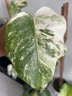 Monstera albo variegata, Huis en Inrichting, Overige soorten, In pot, Minder dan 100 cm, Groene kamerplant