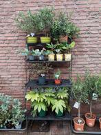 Verschillende Mediterrane tuinplanten - Palm/Olijf/Citrus, Volle zon, Vaste plant, Zomer, Ophalen