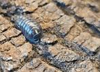 Armadillidium vulgare, Dieren en Toebehoren, Overige soorten