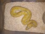 0.1 pastel lesser clown poss het pied nk25, Dieren en Toebehoren, Slang, Tam, 0 tot 2 jaar