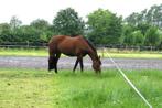 Te koop gevraagd weiland  / recreatie grond voor paarden