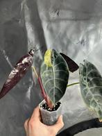 Alocasia Sedenii Aurea Variegated, Ophalen of Verzenden, Halfschaduw, Minder dan 100 cm