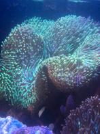 Lederkoraal-Sarcophyton groen, Slak of Weekdier, Zoutwatervis