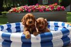 Prachtige cockapoo pups te koop, Nederland, Overige rassen, CDV (hondenziekte), 8 tot 15 weken