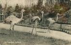 (388-016-019) Alphen aan den Rijn Avifauna, Verzamelen, Verzenden, Zuid-Holland