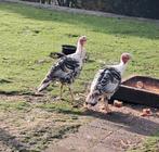 Twee fraaie en gezonde KALKOENEN,  UIT PRIVE COLLECTIE, Dieren en Toebehoren, Pluimvee, Meerdere dieren, Kalkoen