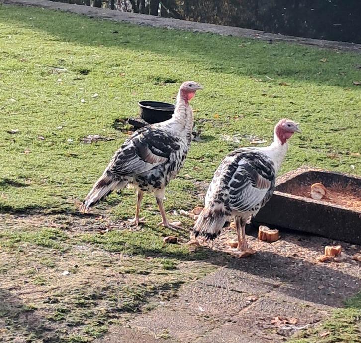 Twee fraaie en gezonde KALKOENEN,  UIT PRIVE COLLECTIE, Dieren en Toebehoren, Pluimvee, Kalkoen, Meerdere dieren
