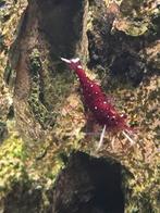 Sulawesi garnalen per groepje van minimaal 10, Kreeft, Krab of Garnaal