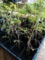 Tomatenplanten voor een prikkie maar 1,50 per stuk., Ophalen, Volle zon, Groenteplanten, Eenjarig