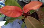 Philodendron pakket -> 3 planten, Malay Gold, Prince of, Huis en Inrichting, Kamerplanten, Ophalen