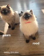 Ragdoll stamboom kitten kampioen lijn., Dieren en Toebehoren, Katten en Kittens | Raskatten | Langhaar