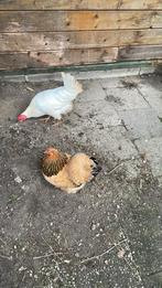 Legkip (witte leghorn) en sierkip (Cochin kriel), Dieren en Toebehoren, Pluimvee, Kip, Vrouwelijk