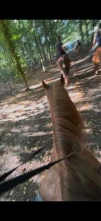 Bijrijder aangeboden/verzorgpony gezocht!, Dieren en Toebehoren, Ophalen of Verzenden