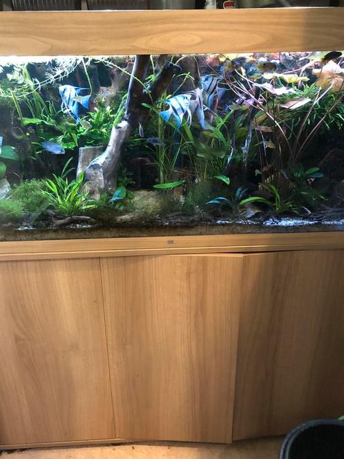 Juwel 240 aquarium met onderkast, Dieren en Toebehoren, Vissen | Aquariumvissen, Vis