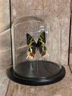 Stolp met Urania vlinder, Verzamelen, Dierenverzamelingen, Ophalen of Verzenden, Nieuw, Insect, Opgezet dier