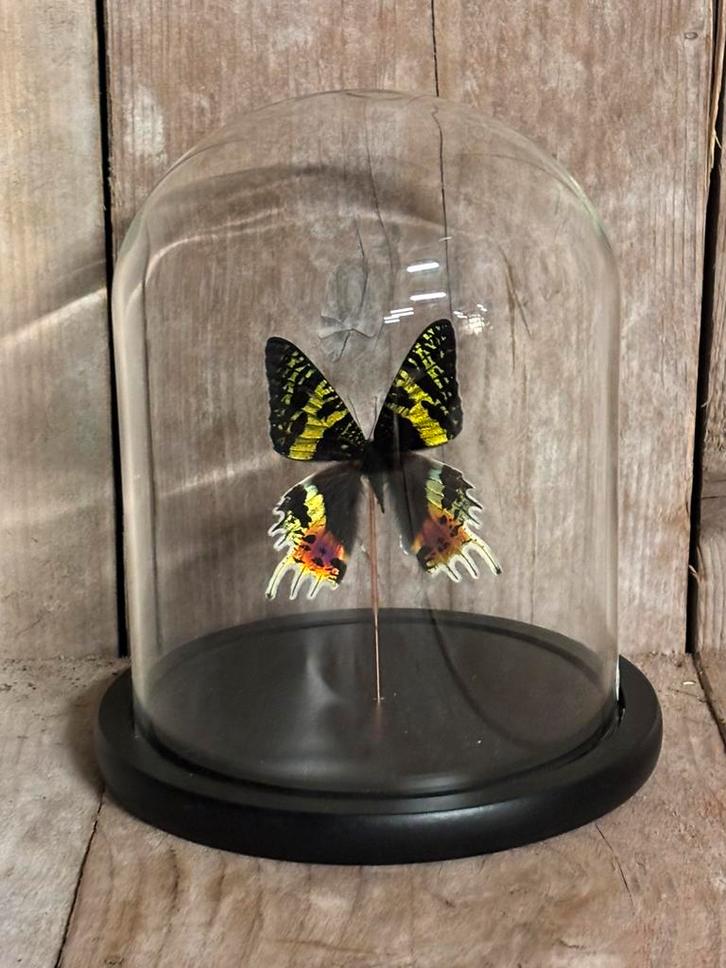 Stolp met Urania vlinder, Verzamelen, Dierenverzamelingen, Nieuw, Opgezet dier, Insect, Ophalen of Verzenden