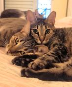 2 zeer lieve katjes m/v gecastr gesterilis ingeent chip, Meerdere dieren, Kortharig, 0 tot 2 jaar