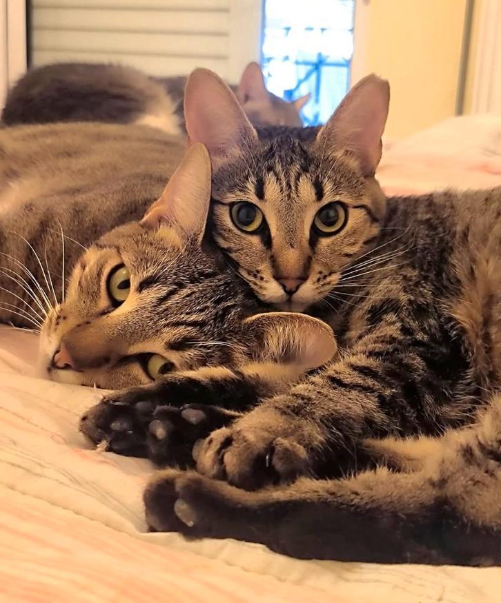 2 zeer lieve katjes m/v gecastr gesterilis ingeent chip, Dieren en Toebehoren, Katten en Kittens | Overige Katten, Kortharig, Meerdere dieren