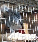 Gevraagd: Natuurbroed Grijze Roodstaart man van 2 tot 5 jaar, Mannelijk, Papegaai, Geringd