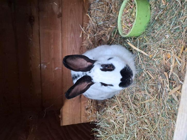 Nieuw thuis gezocht voor Knabbel, Dieren en Toebehoren, Konijnen, Vrouwelijk
