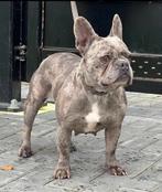 Franse Bulldog volwassen teef, Dieren en Toebehoren, Honden | Bulldogs, Pinschers en Molossers, Rabiës (hondsdolheid), Teef, Bulldog
