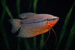 Diamant Gourami - Prijs: €4,99 per stuk, Vis, Zoetwatervis
