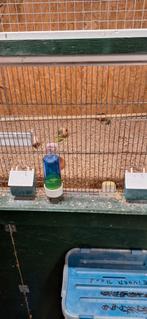 Harlekijn kanaries, mannen 2025 ongeringt, Dieren en Toebehoren, Vogels | Kanaries, Mannelijk, Kleurkanarie