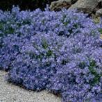 Campanula   ☀️🌿  3  voor, Ophalen